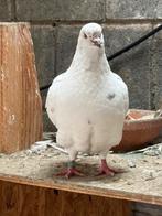 Kingduiven, Meerdere dieren