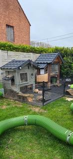 Cavia hokken met cavias, Dieren en Toebehoren, Ophalen, Cavia