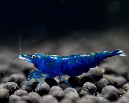 Blue dream garnalen verkrijgbaar