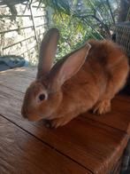 Mooie jonge mannelijke gele Vlaamse reus, Dieren en Toebehoren, Konijnen