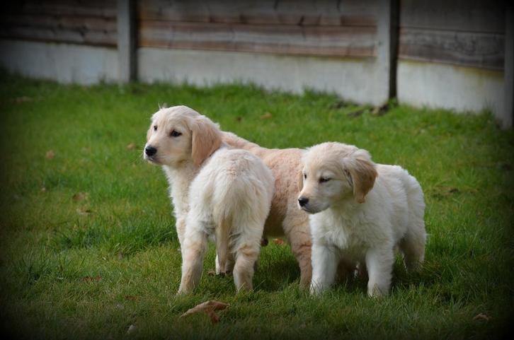 Golden Retriever pups, Dieren en Toebehoren, Honden | Retrievers, Spaniëls en Waterhonden, Teef, Golden retriever, Fokker | Professioneel