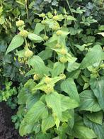 Phlomis dankbare vaste plant, Ophalen of Verzenden