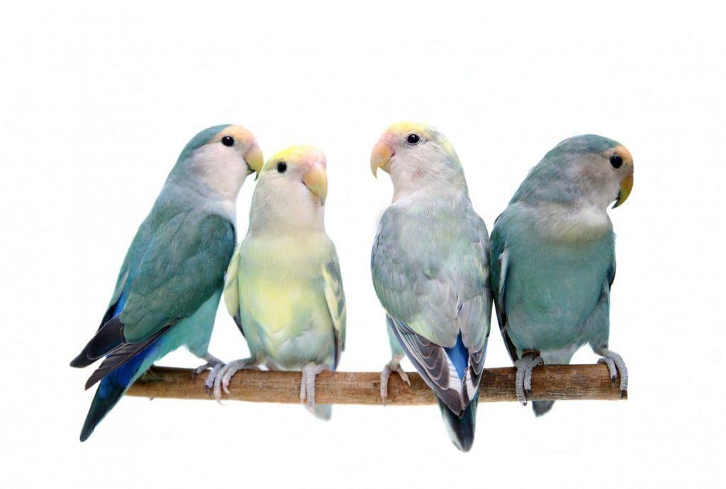 Zoek bont roseicolli koppeltje, Animaux & Accessoires, Oiseaux | Perruches & Perroquets, Plusieurs animaux, Perroquet nain ou Inséparable