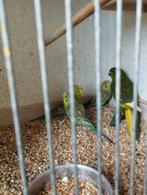 3 jonge parkieten (3 euro /stuk), Dieren en Toebehoren, Geslacht onbekend, Parkiet