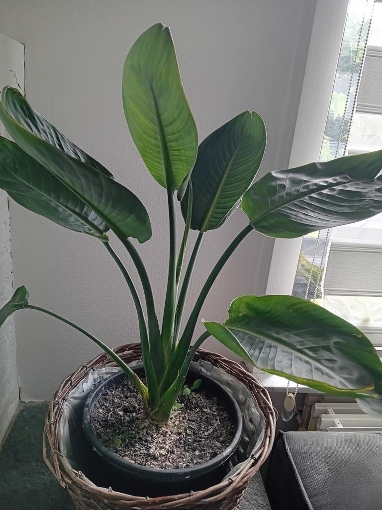 Strelitzia reginae, Ophalen