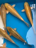 9 japanse koi tot 35 cm, Dieren en Toebehoren, Karper of Koi