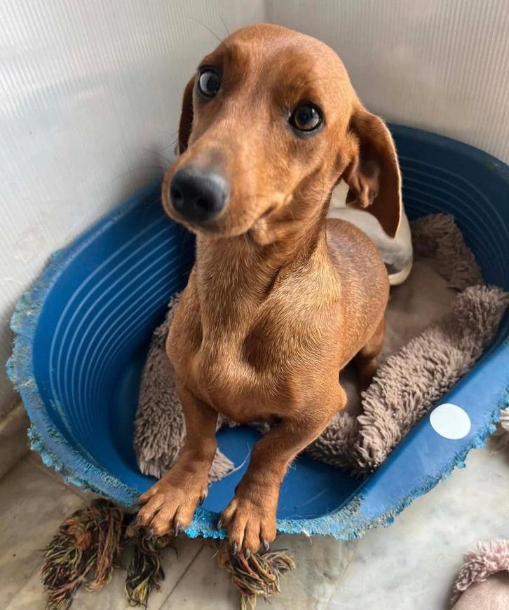 2 belles femelles teckels adultes, Animaux & Accessoires, Chiens | Teckels & Bassets, Chienne, Poils courts, Nain, Éleveur | Professionnel