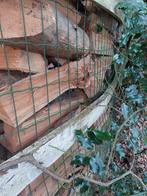 Bois de chaufage, Jardin & Terrasse, Enlèvement