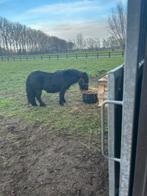 Shetlander merrie, Animaux & Accessoires, Vermifugé, Moins de 160 cm, Non dressé, Cheval de récréation