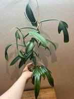 Philodendron Panduriforme, Maison & Meubles, Plantes d'intérieur, Enlèvement ou Envoi