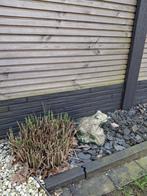 Kikker tuinbeeld steen, Tuin en Terras, Tuinbeelden, Ophalen, Gebruikt