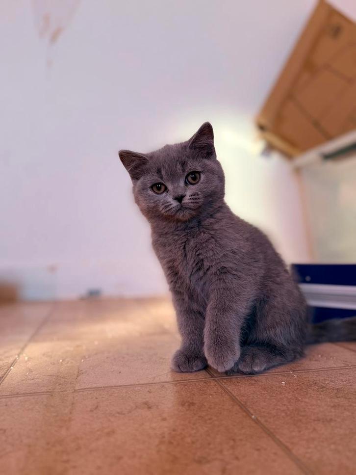 Britse korthaar  kittens, Animaux & Accessoires, Chats & Chatons | Chats de race | Poil long, Plusieurs animaux, 0 à 2 ans, Avec puce électronique