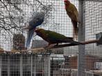koppel jonge pennanten, Dieren en Toebehoren, Vogels | Parkieten en Papegaaien, Meerdere dieren, Parkiet, Geringd