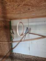 Halsband parkieten laatste koppel, Dieren en Toebehoren, Vogels | Parkieten en Papegaaien