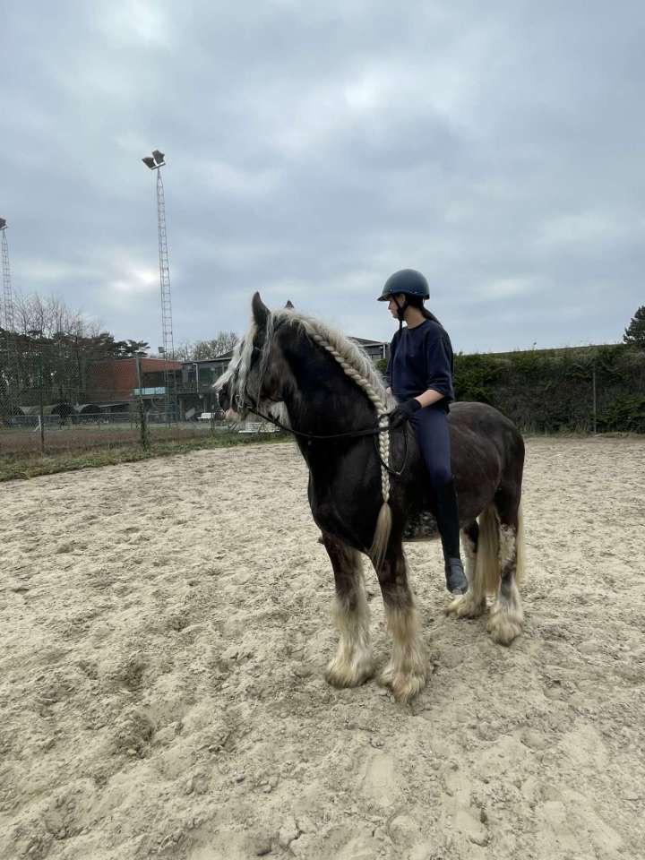 Halve stal gezocht, Animaux & Accessoires, Chevaux, Étalon