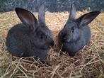 Konijntjes: kruising wit van dendermonde met blauw van ham, Animaux & Accessoires, Lapins