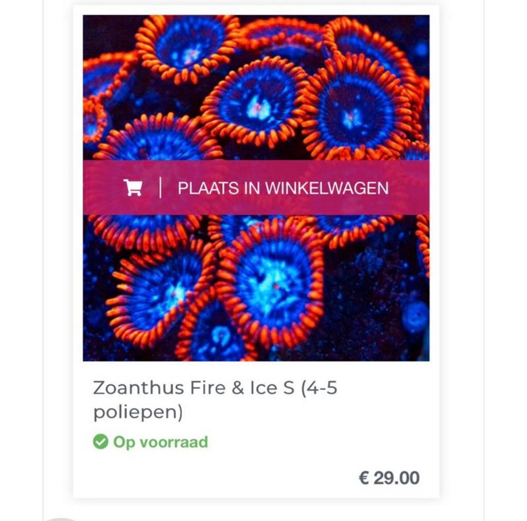 Zoanthus fire & ice, Dieren en Toebehoren, Overige typen, Zoutwatervis