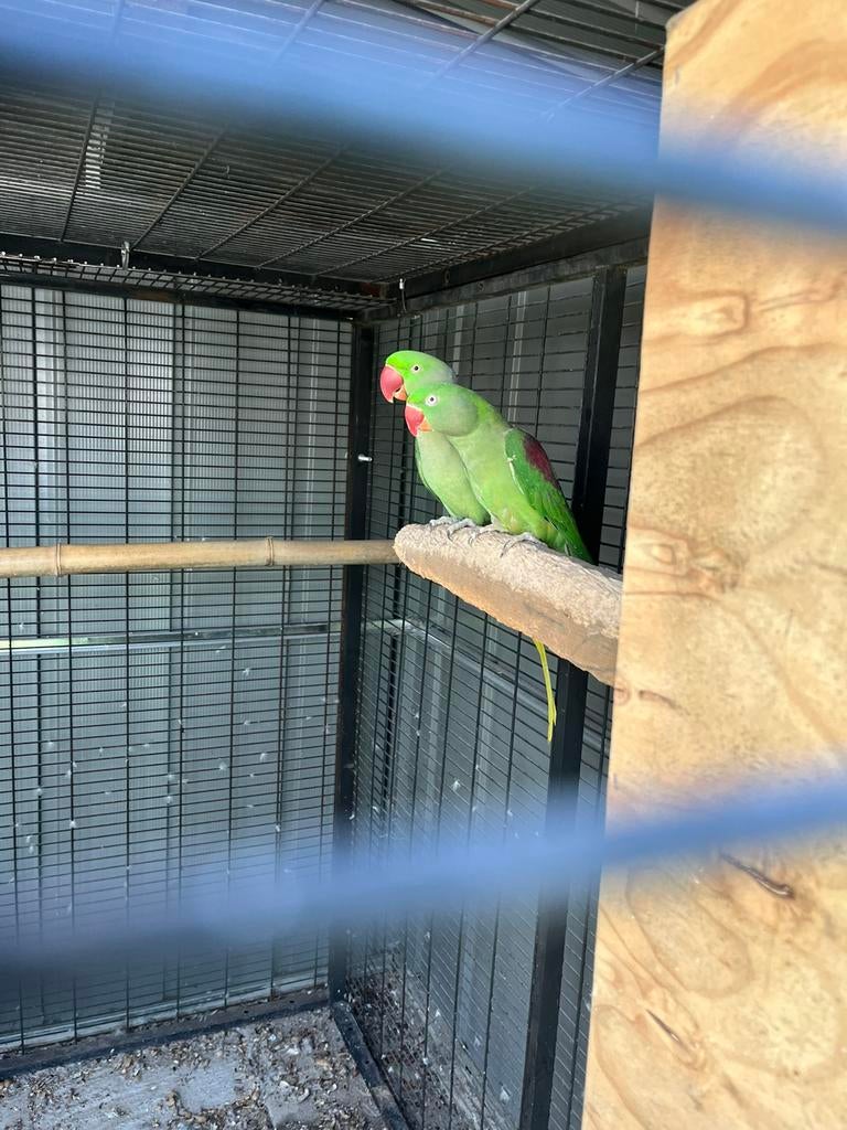 Couple grand Alexandre et couple de collier, Perruche