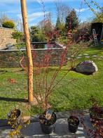 Acer/Japanse Esdoorn Sangokaku, Tuin en Terras, Planten | Bomen, Ophalen, Herfst