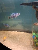 Cichlides malawi sciaenochromis frery ob 6-7 cm
