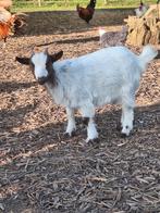 Dwerggeitje Mieke, Vrouwelijk, Geit, 0 tot 2 jaar