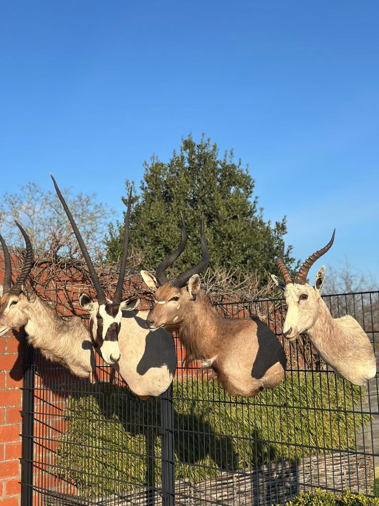 Te koop taxidermie top stukken, Enlèvement