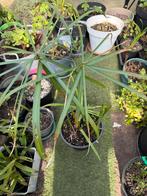 Papyrus, Enlèvement, Été