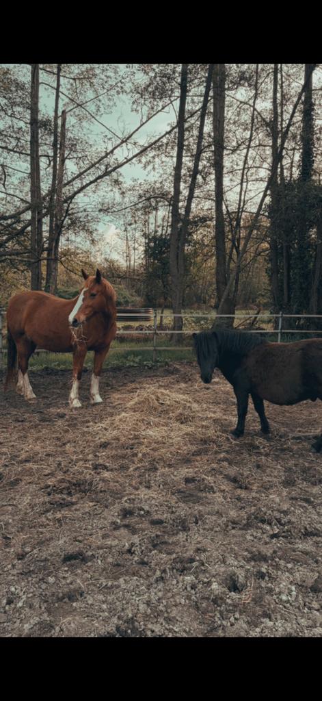 Gezelschapspaardje GEZOCHT!, Merrie