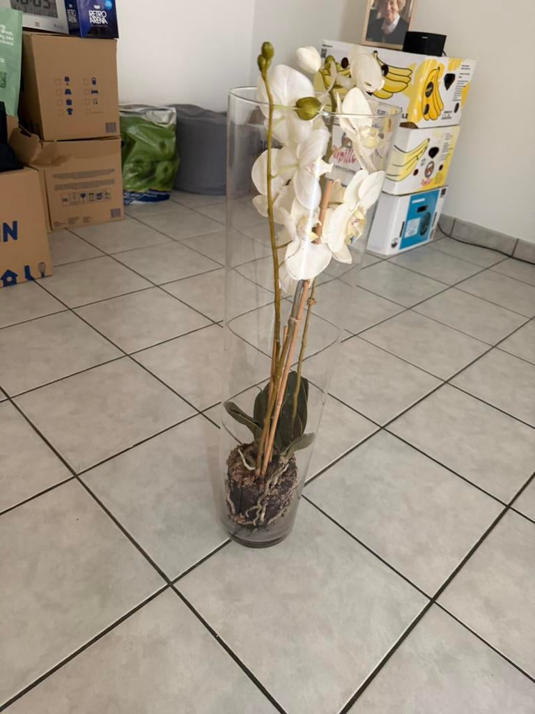 orchidee in glazen stulp, Ophalen
