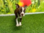 Chiots Boston Terrier