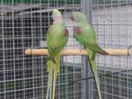 2 Couple grand Alexandre, Dieren en Toebehoren, Vogels | Parkieten en Papegaaien, Mannelijk