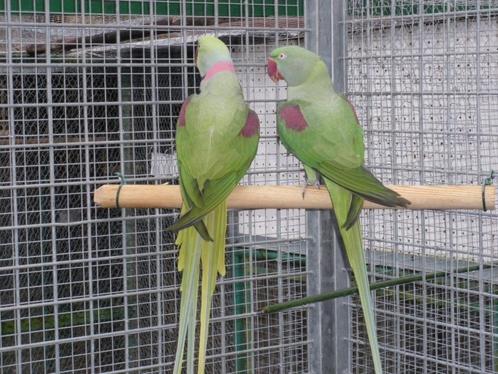 2 Couple grand Alexandre, Dieren en Toebehoren, Vogels | Parkieten en Papegaaien, Mannelijk