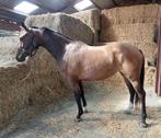 3 Jarige Merrie rechtstreeks van Fokker Nirvana Comthago, Dieren en Toebehoren, Paarden, Merrie, Springpaard, Gechipt, 3 tot 6 jaar