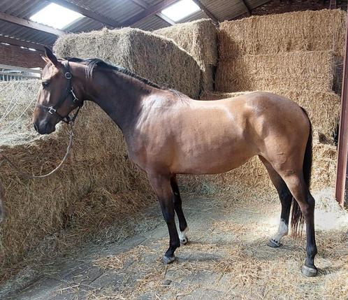 3 Jarige Merrie rechtstreeks van Fokker Nirvana Comthago, Dieren en Toebehoren, Paarden, Merrie, Onbeleerd, 160 tot 165 cm, 3 tot 6 jaar