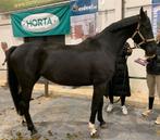 Mooi zwarte dressuur merrie, Dieren en Toebehoren, Paarden