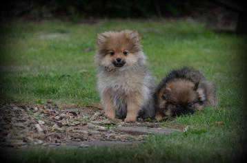 Keeshond pups beschikbaar voor biedingen