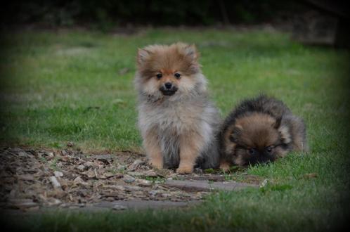 Keeshond pups, Dieren en Toebehoren, Honden | Poolhonden, Keeshonden en Oertypen, Meerdere dieren, Keeshond, Fokker | Professioneel