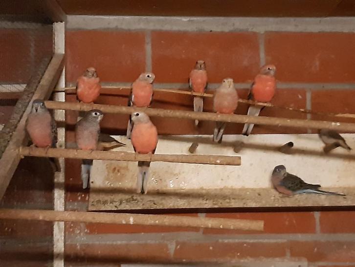 Bourkes, Dieren en Toebehoren, Vogels | Parkieten en Papegaaien, Parkiet, Meerdere dieren, Geringd