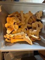 paardenskelet ( zonder hoofd), Livres, Science, Enlèvement, Comme neuf, Sciences naturelles