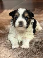 Biewer York pupjes, Dieren en Toebehoren, België, Reu, 8 tot 15 weken, Meerdere