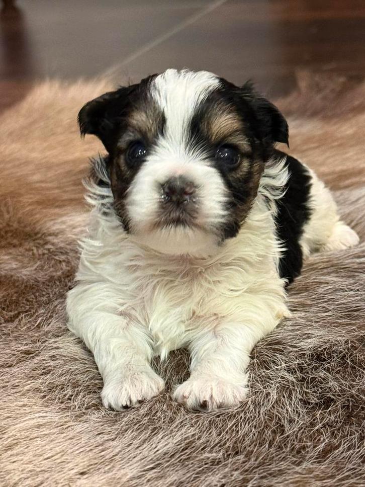 Biewer York pupjes, Dieren en Toebehoren, Honden | Jack Russells en Terriërs, Reu, Yorkshire Terriër, Fokker | Professioneel, Meerdere