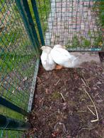 Twee jongen witte boeren ganzen, Dieren en Toebehoren, Pluimvee