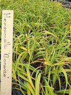 Hemrocallis Bonanza, Ophalen