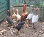 Ko shamo, Dieren en Toebehoren, Pluimvee