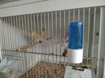 Kanarie bruinopaal geel mozaïek, Dieren en Toebehoren, Vogels | Kanaries