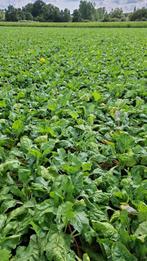 Voederbieten, Dieren en Toebehoren, Dierenvoeding, Ophalen of Verzenden