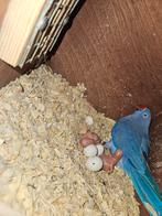 Bébés de peruche à collier, Meerdere dieren, Parkiet, Geringd