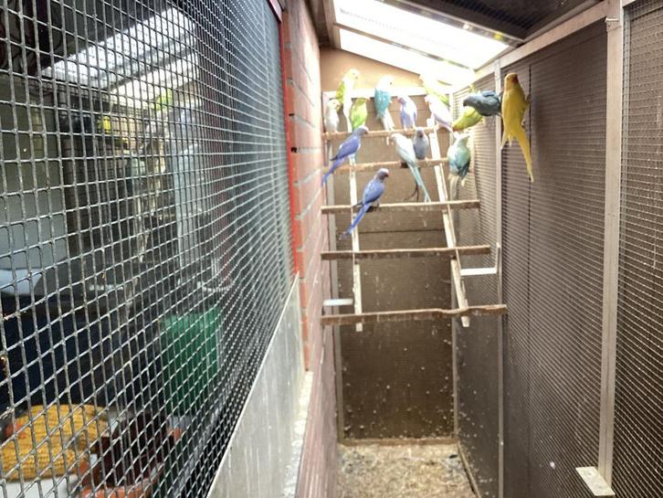 Te koop halsband parkieten + rose ‘kaketoe koppel, Dieren en Toebehoren, Vogels | Parkieten en Papegaaien