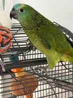 Blauwe voorhoofd, Amazon, Dieren en Toebehoren, Vrouwelijk, Papegaai, Pratend