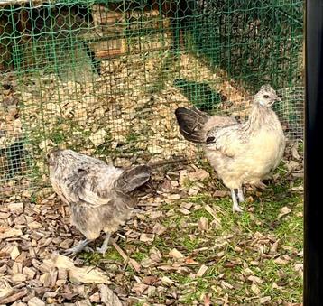 Trio zijdhoen haan en 2 legkippen, Plusieurs animaux, Poule ou poulet